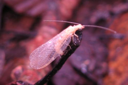 Chrysoperla sp.